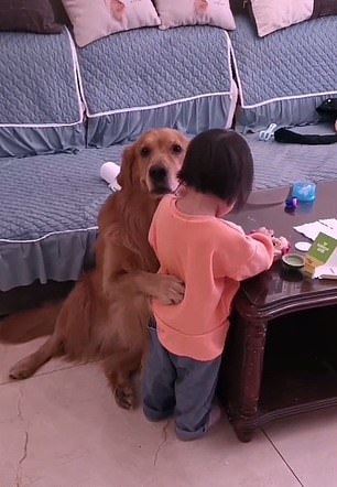  this doggo protected his hooman sister from being scolded