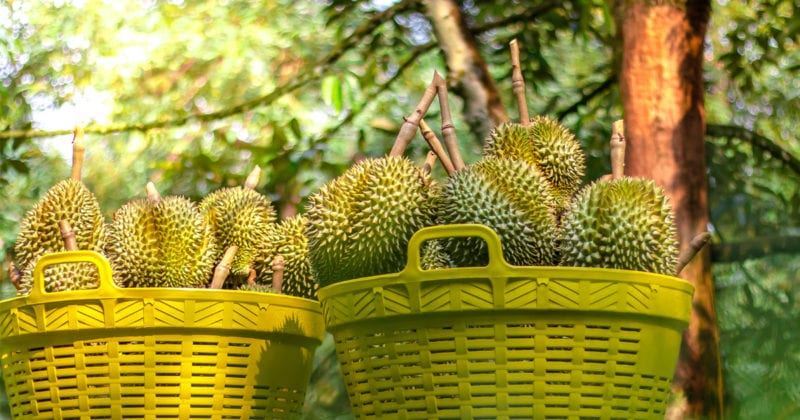 malaysians, we’re getting good durians this year!