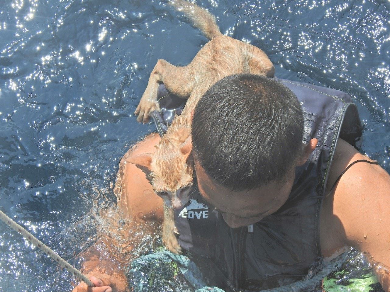 thai navy sailors rescue four kittens from burning and sinking ship