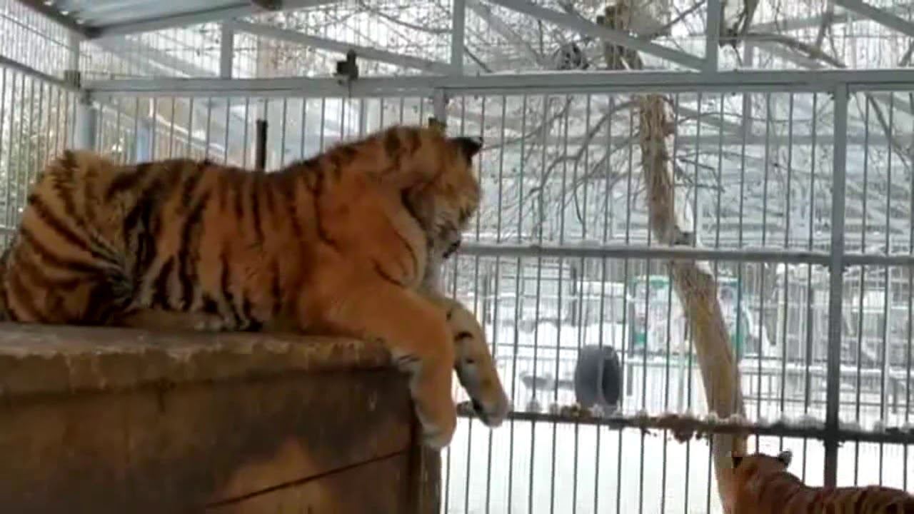 [video] adorable baby tiger’s singing gains attention at siberian zoo