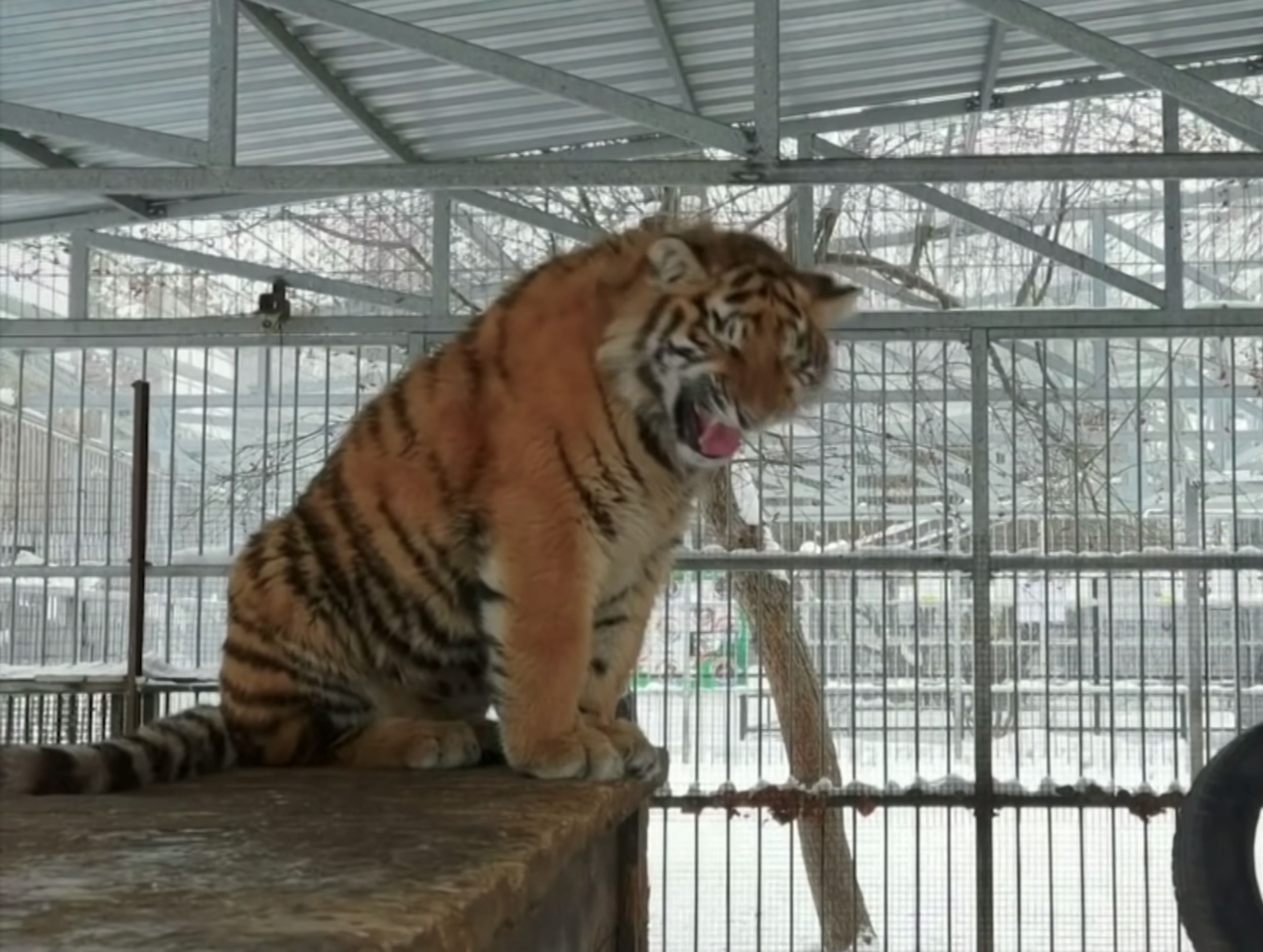 [video] adorable baby tiger’s singing gains attention at siberian zoo