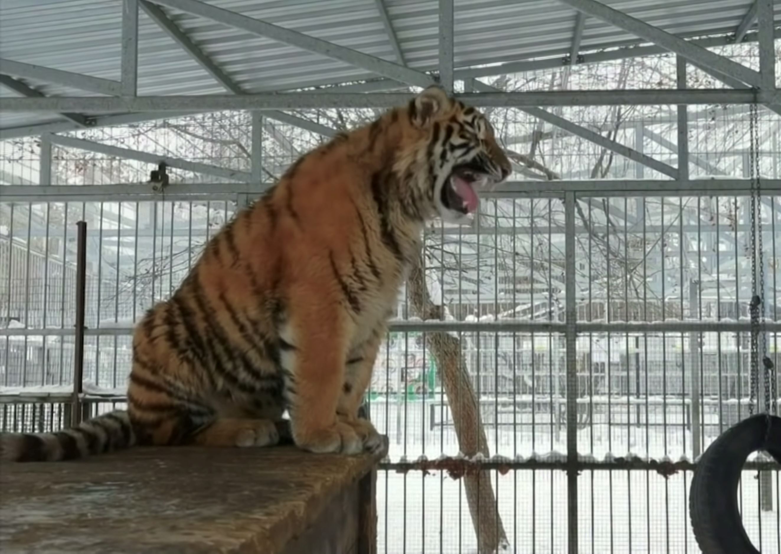 [video] adorable baby tiger’s singing gains attention at siberian zoo