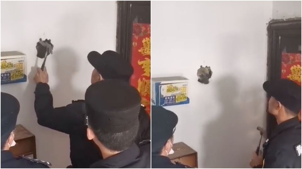 terrified dog gets itself trapped in wall after being scared by fireworks