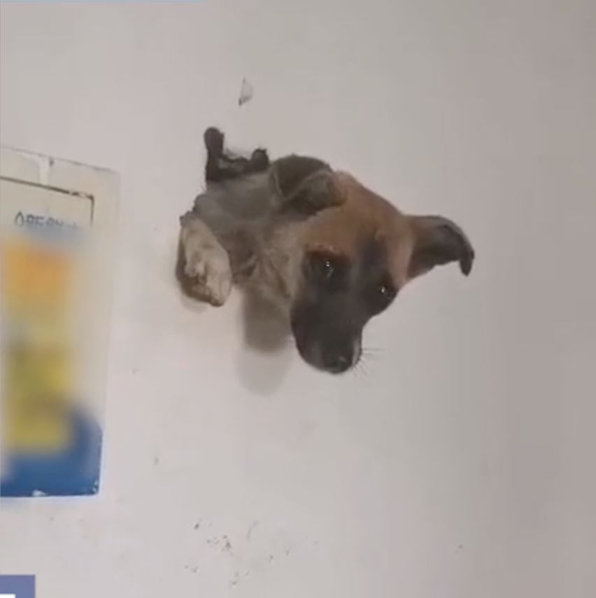 terrified dog gets itself trapped in wall after being scared by fireworks