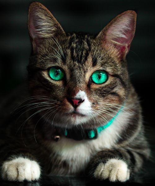 bukan sahaja manusia, kucing pun ada coronavirus tersendiri 