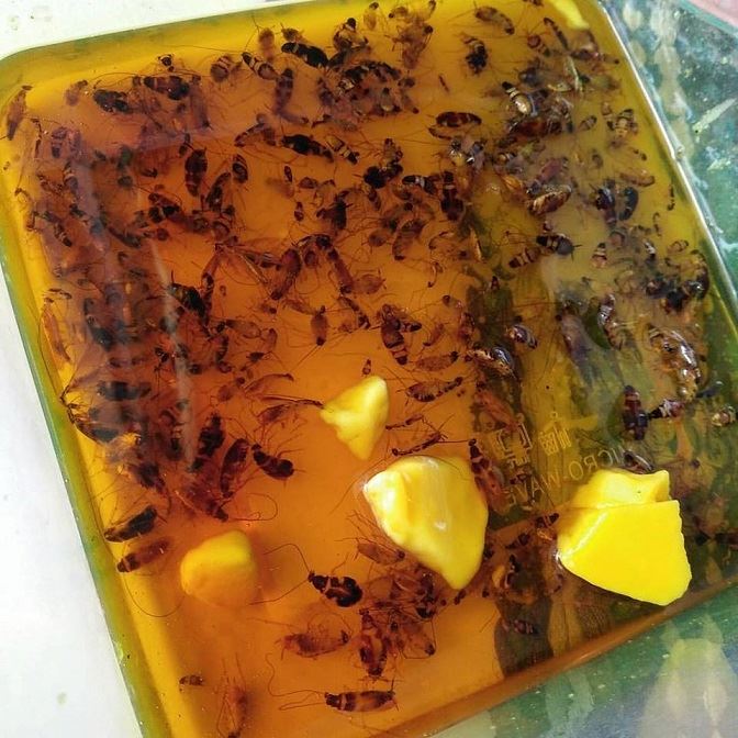 halau lipas dalam kereta dengan guna 3 bahan ini