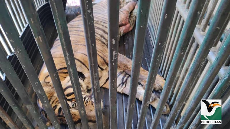 tiger dead after rescuers failed to save it, shot by illegal hunters in terengganu