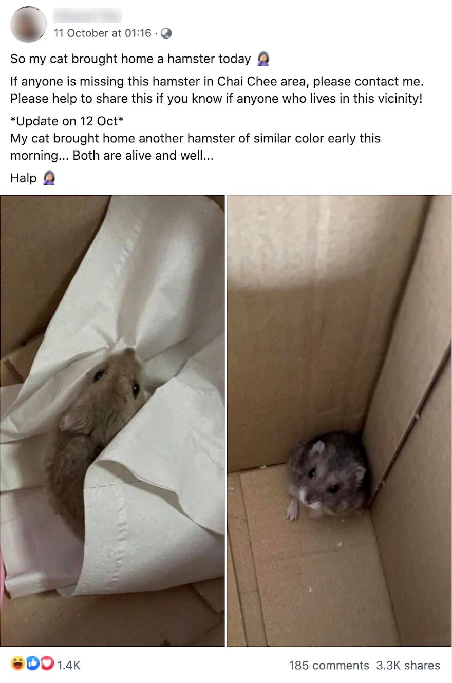 ‘hunter’ cat brings home two little hamsters from we don’t-know-where! 