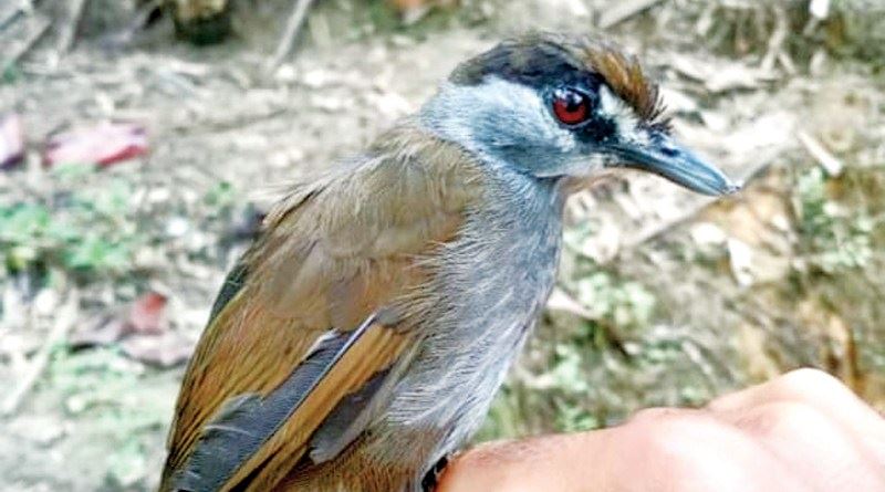 black-browed babbler, thought to be extinct, spotted in borneo after 170 years!