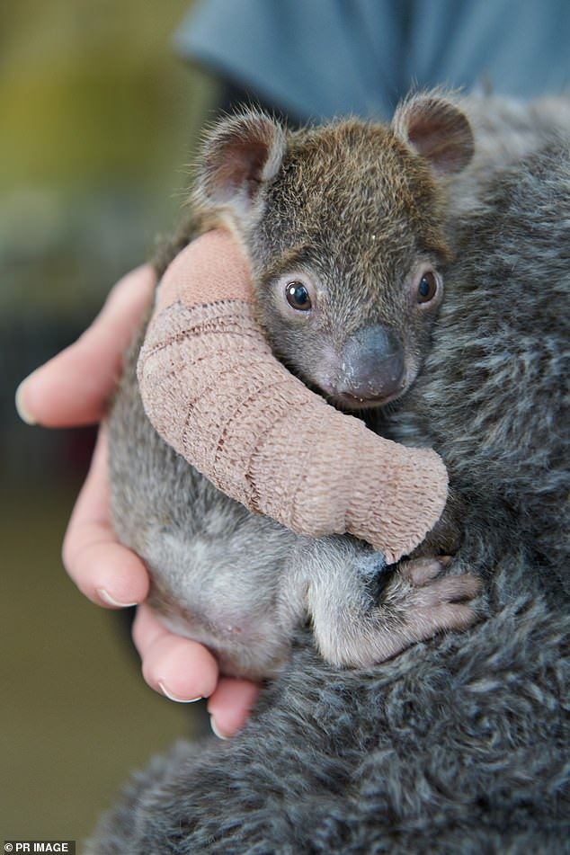 orphaned baby koala who broke her arm gets adorable arm cast