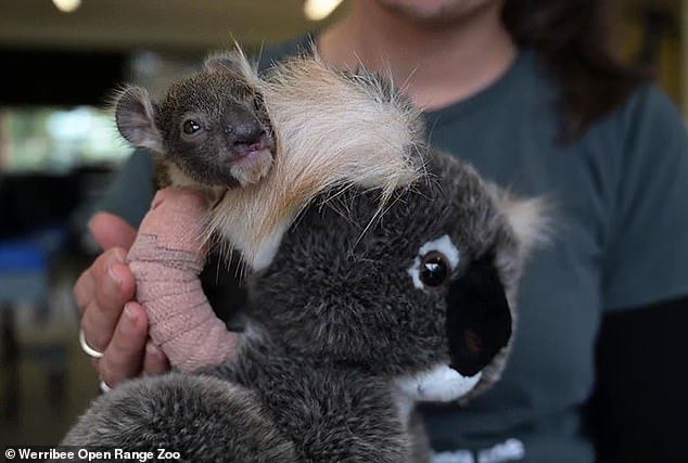 orphaned baby koala who broke her arm gets adorable arm cast
