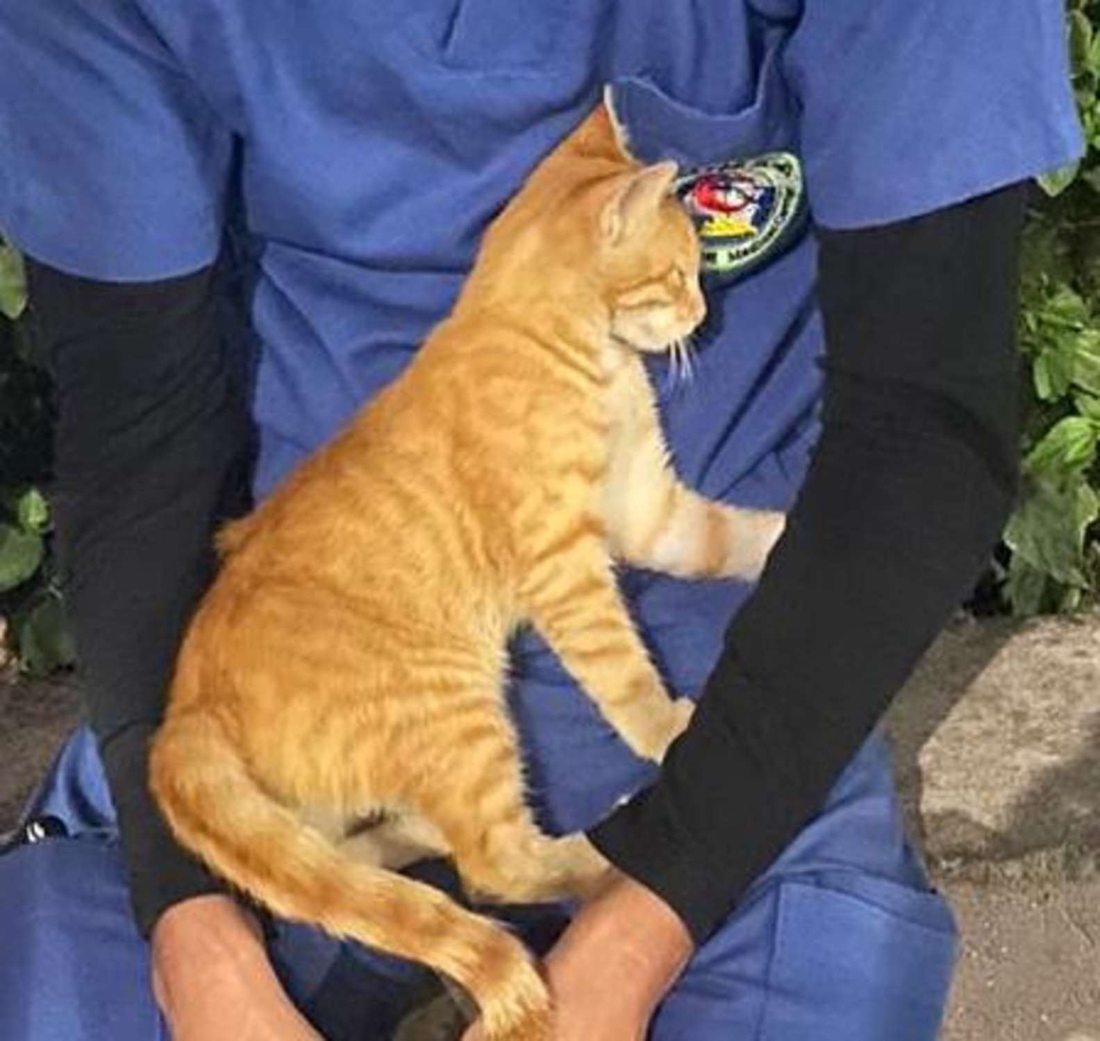 stray cat comforts exhausted nurse during his break 