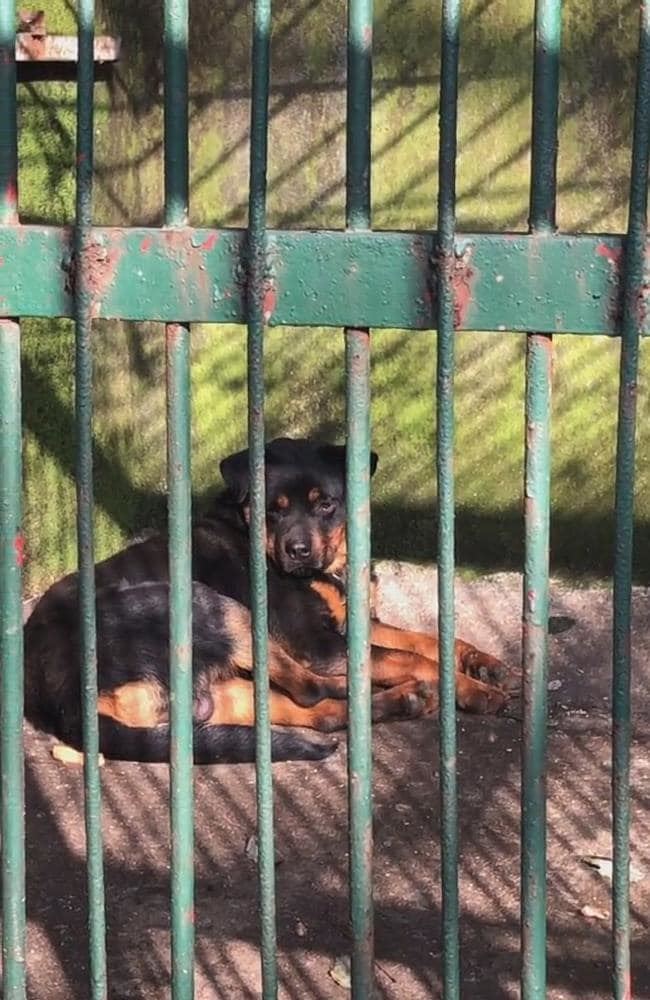 zoo in china tries to pass off dog as a wolf 