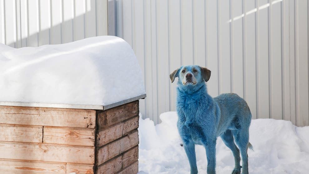 doktor haiwan di rusia bingung melihat anjing bertukar warna biru
