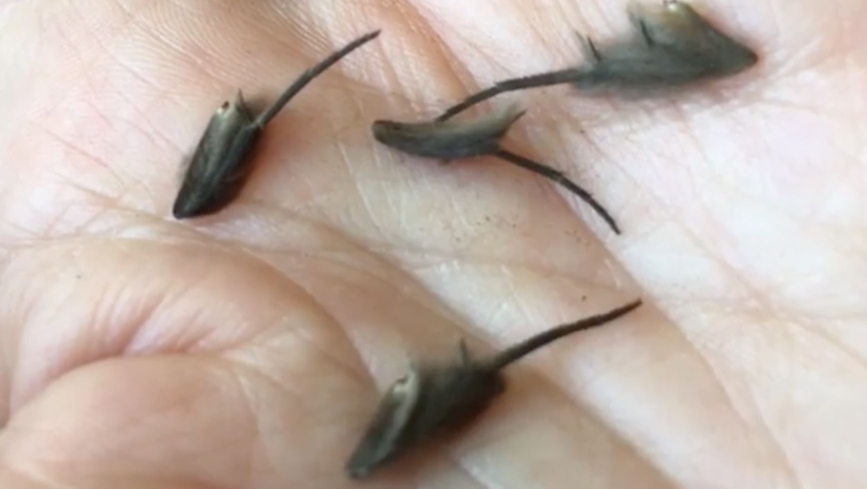 lebih setengah juta tonton video haiwan pelik bergerak-gerak atas tangan ni