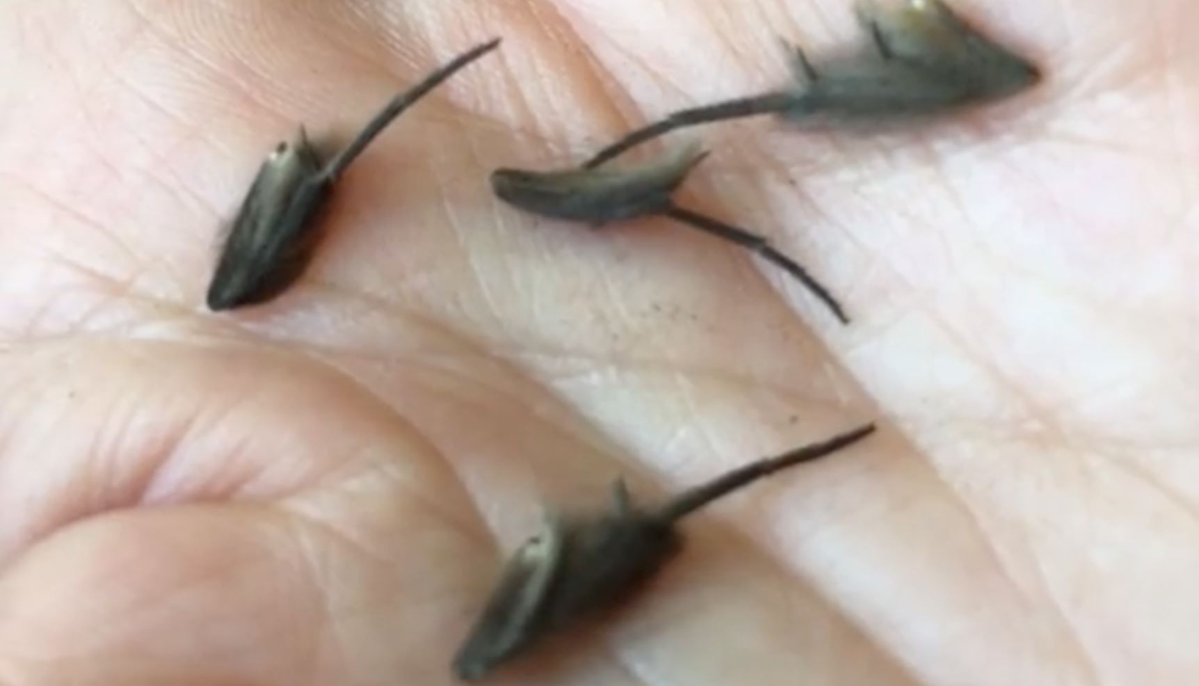 lebih setengah juta tonton video haiwan pelik bergerak-gerak atas tangan ni