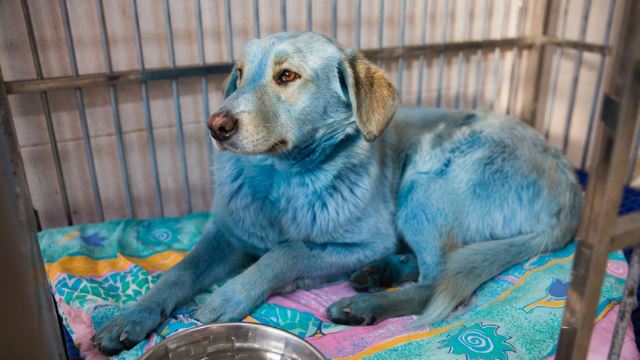 doktor haiwan di rusia bingung melihat anjing bertukar warna biru