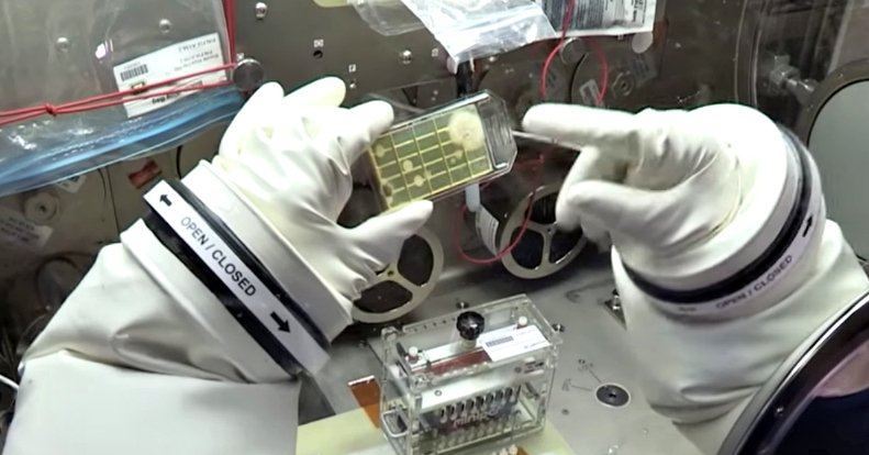 microbes “unknown to science” discovered on international space station
