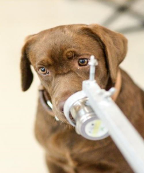 thailand guna anjing untuk kesan pesakit covid-19 tanpa gejala