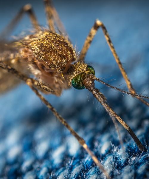 saintis berjaya halau nyamuk pakai lagu skrillex