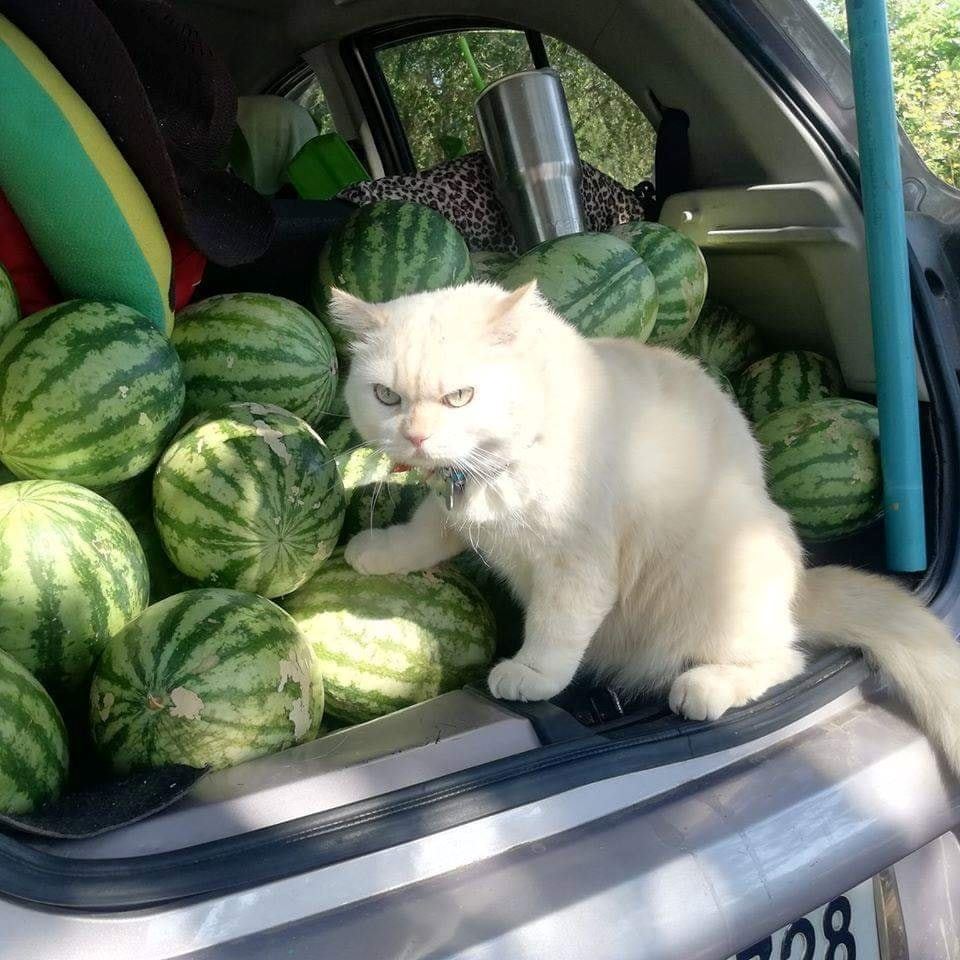 this angry-looking cat paw-tects watermelons at a farm in thailand
