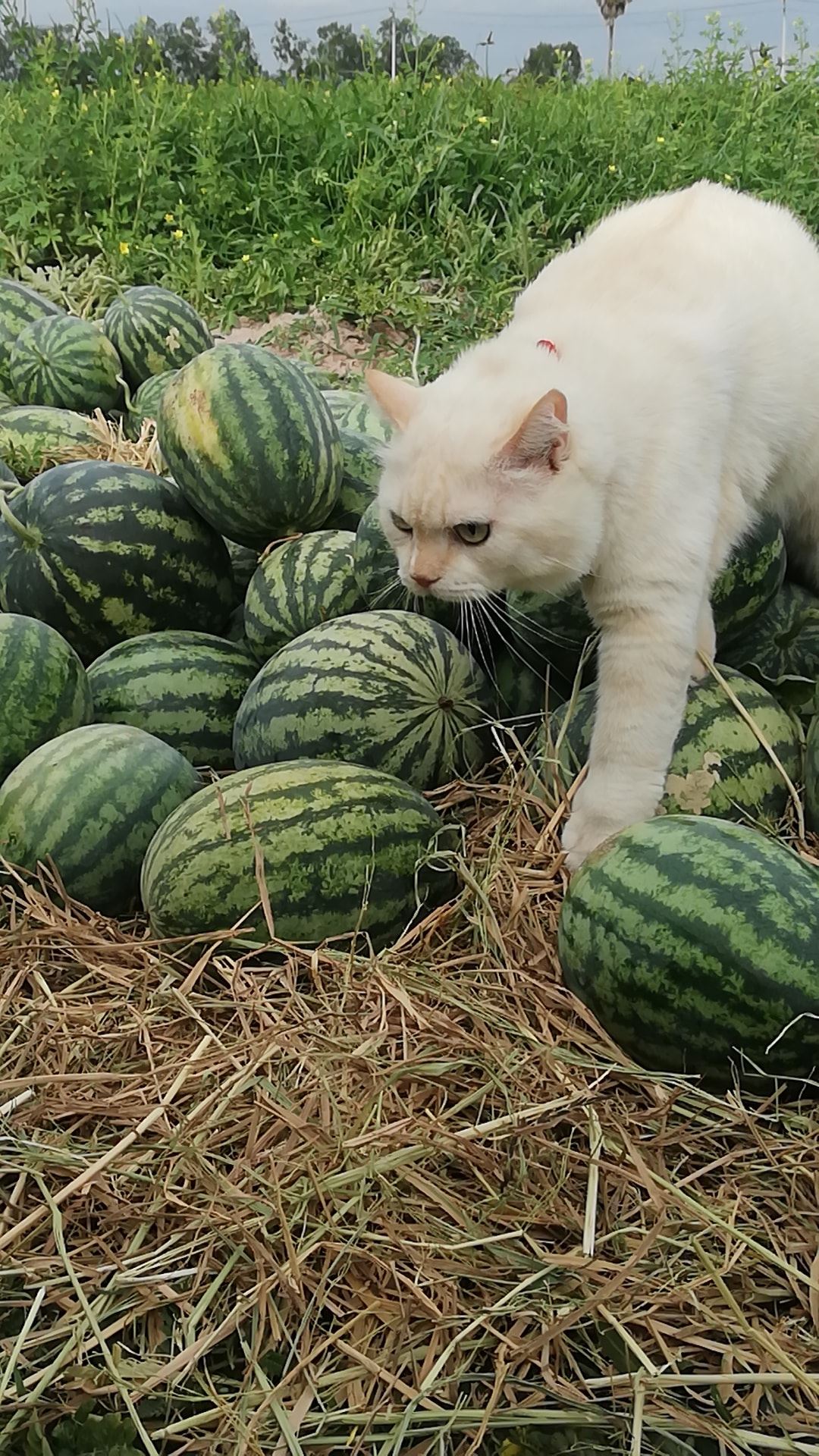 this angry-looking cat paw-tects watermelons at a farm in thailand
