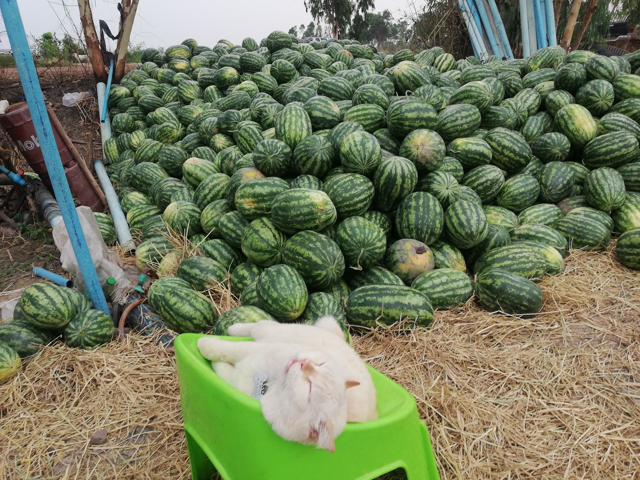 this angry-looking cat paw-tects watermelons at a farm in thailand
