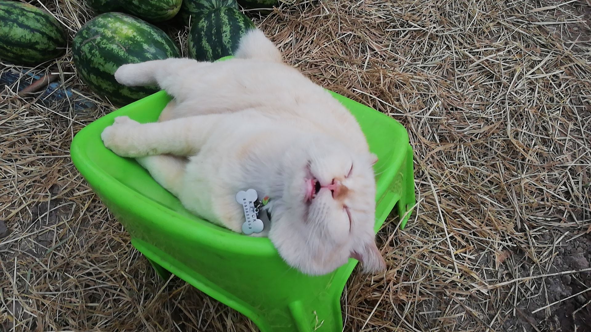 this angry-looking cat paw-tects watermelons at a farm in thailand