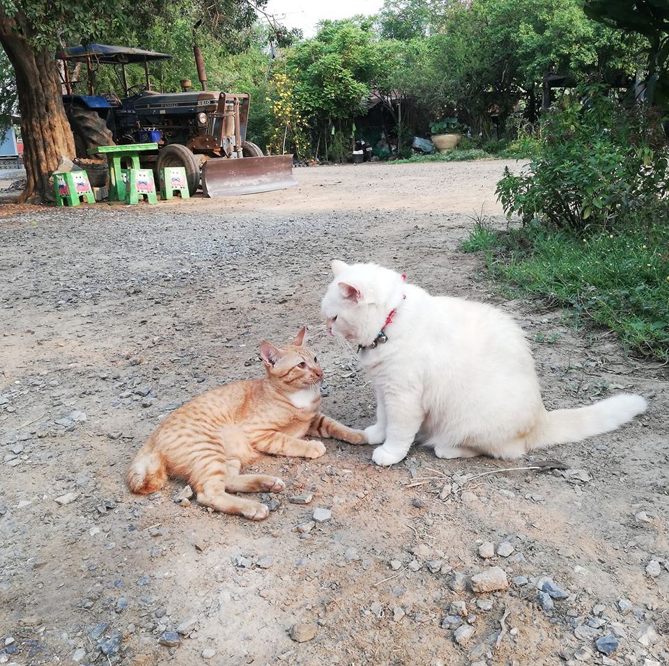 this angry-looking cat paw-tects watermelons at a farm in thailand