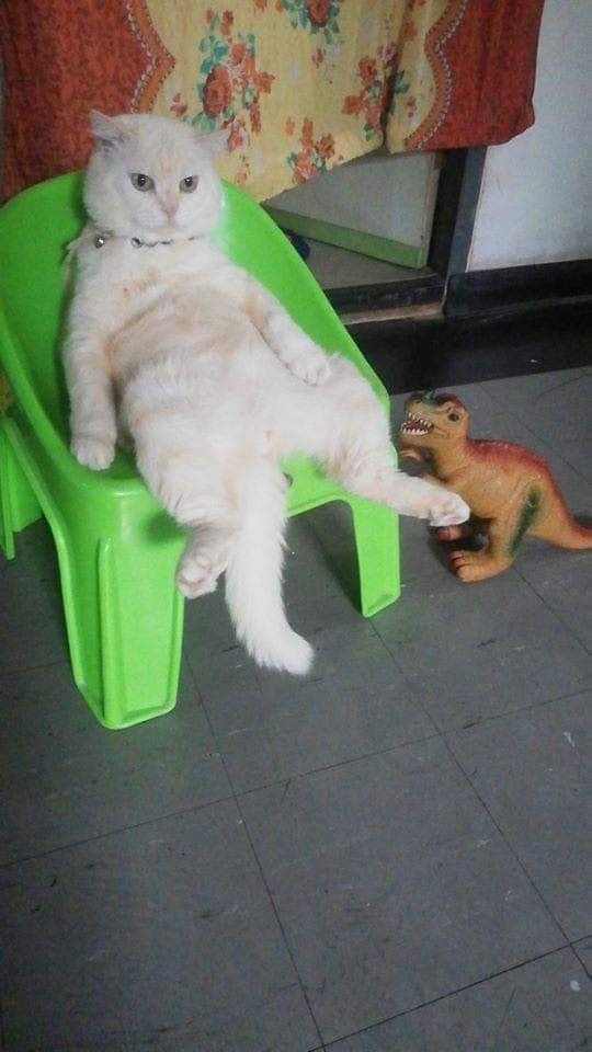 this angry-looking cat paw-tects watermelons at a farm in thailand