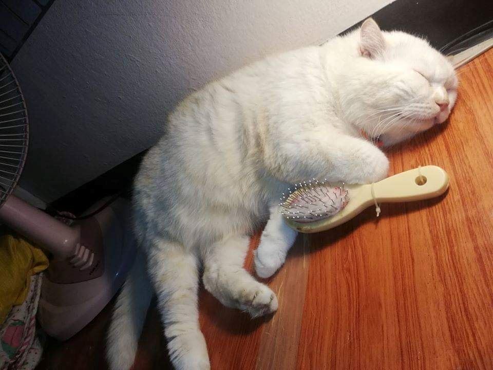 this angry-looking cat paw-tects watermelons at a farm in thailand