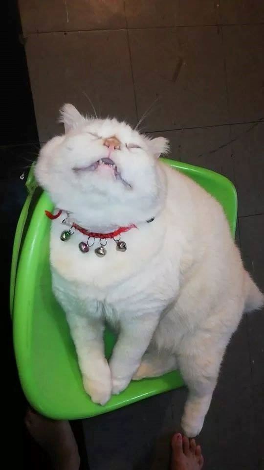 this angry-looking cat paw-tects watermelons at a farm in thailand