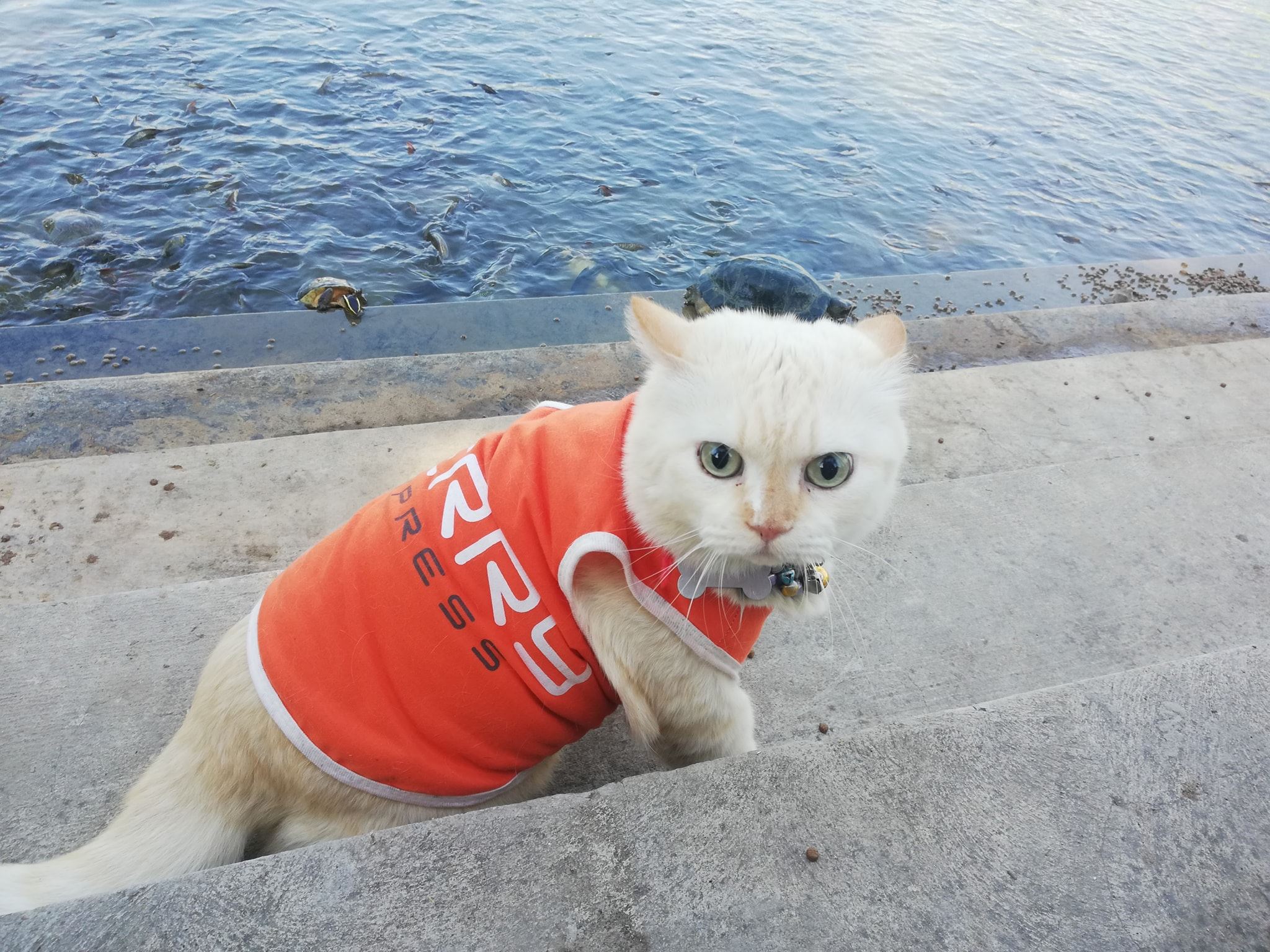 this angry-looking cat paw-tects watermelons at a farm in thailand
