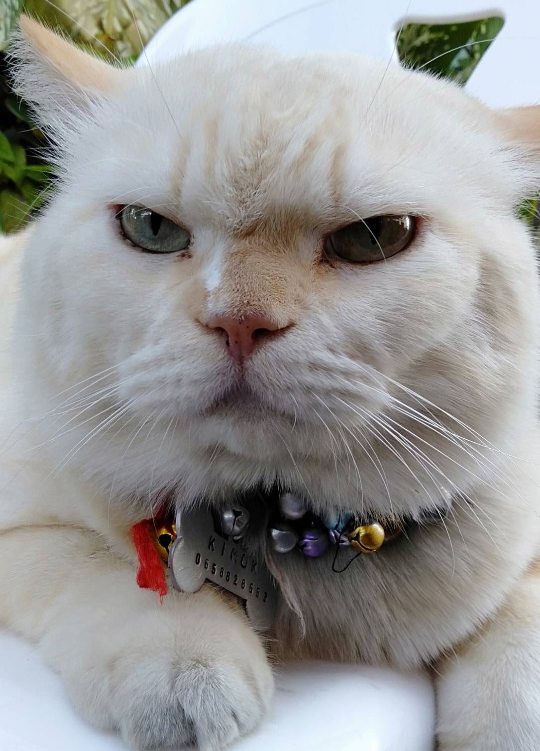 this angry-looking cat paw-tects watermelons at a farm in thailand