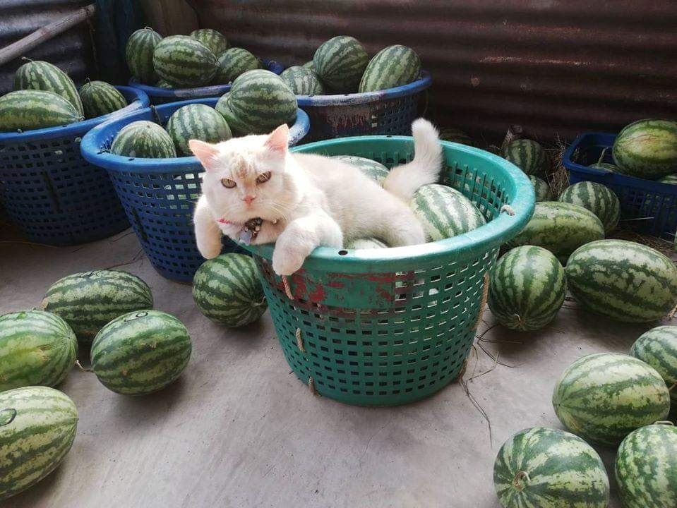 this angry-looking cat paw-tects watermelons at a farm in thailand
