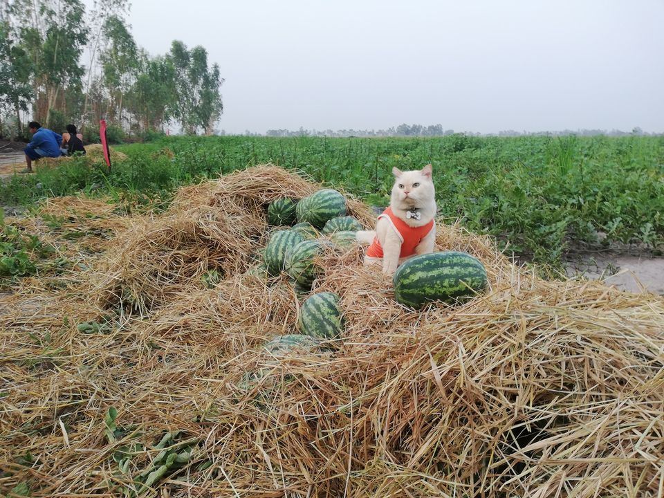 this angry-looking cat paw-tects watermelons at a farm in thailand