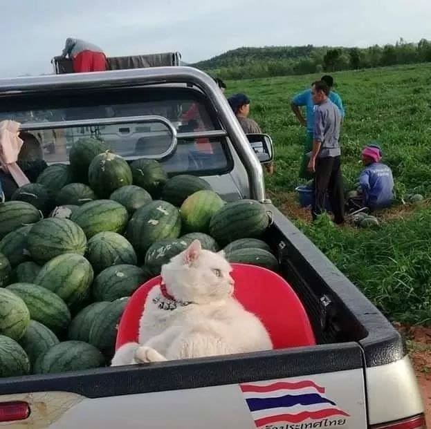 this angry-looking cat paw-tects watermelons at a farm in thailand