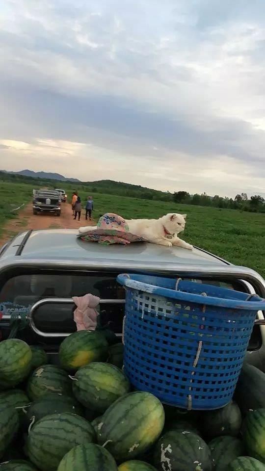 this angry-looking cat paw-tects watermelons at a farm in thailand