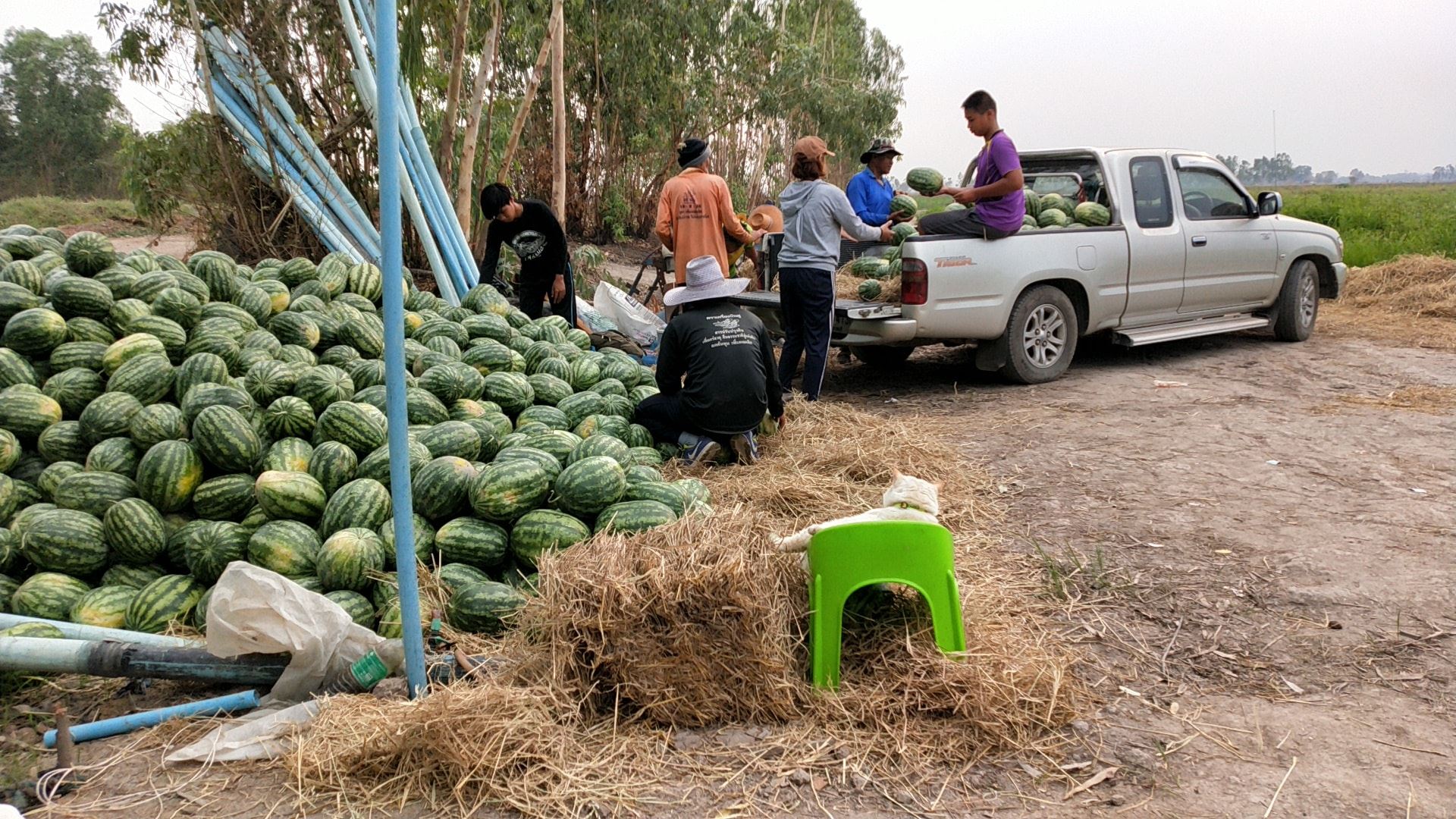 this angry-looking cat paw-tects watermelons at a farm in thailand