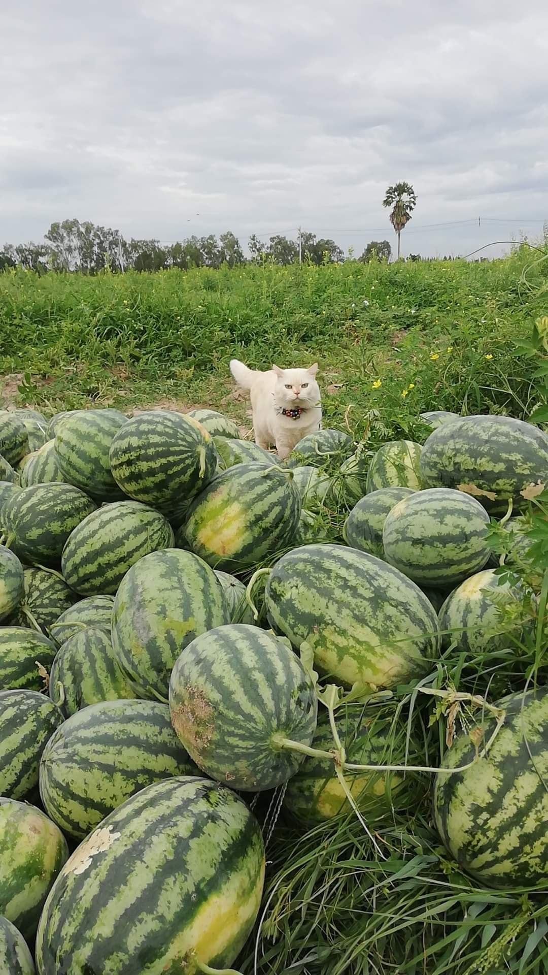 this angry-looking cat paw-tects watermelons at a farm in thailand