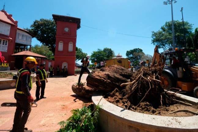 melaka’s historical 127-year-old tree uproots during lighting storm 