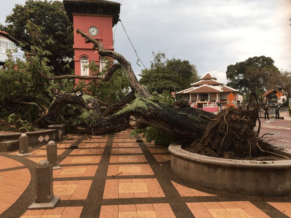 melaka’s historical 127-year-old tree uproots during lighting storm 