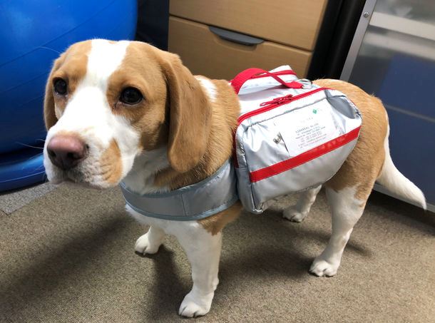 japanese company designs emergency rescue kits for dogs 