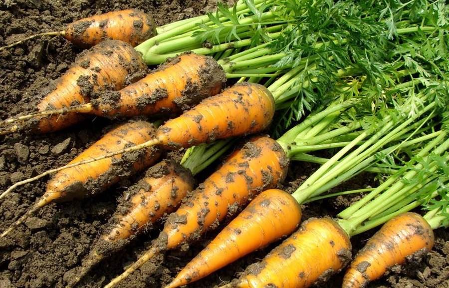 别再买错了！这4种萝卜千万不能买，营养素都流失啊！