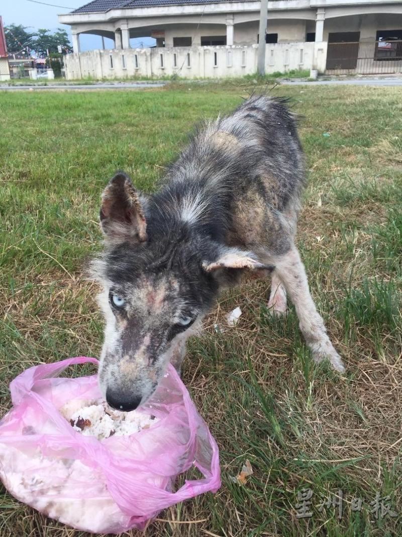 msian dog daibao dies after saving family from venomous cobra snake