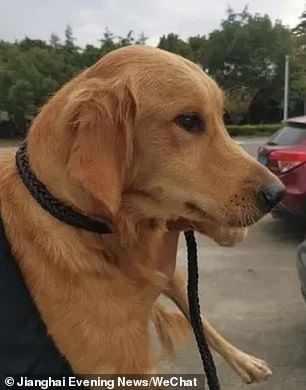 loyal doggo walks 100km over 14 days to get back to its owners