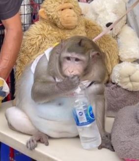 selalu diberi makanan ringan, monyet dikhuatiri mati kerana terlalu gemuk