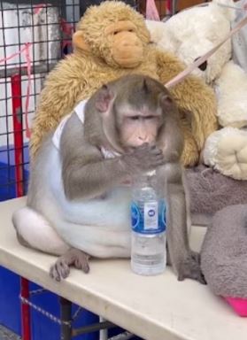 selalu diberi makanan ringan, monyet dikhuatiri mati kerana terlalu gemuk