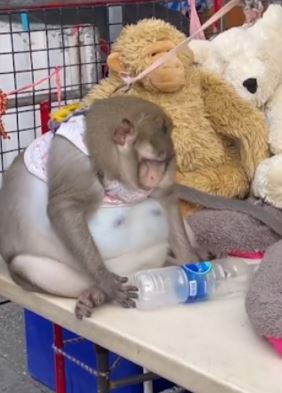 selalu diberi makanan ringan, monyet dikhuatiri mati kerana terlalu gemuk