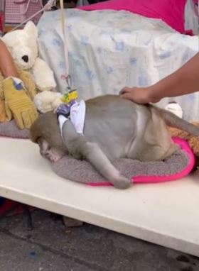 selalu diberi makanan ringan, monyet dikhuatiri mati kerana terlalu gemuk